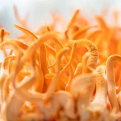 Cordyceps