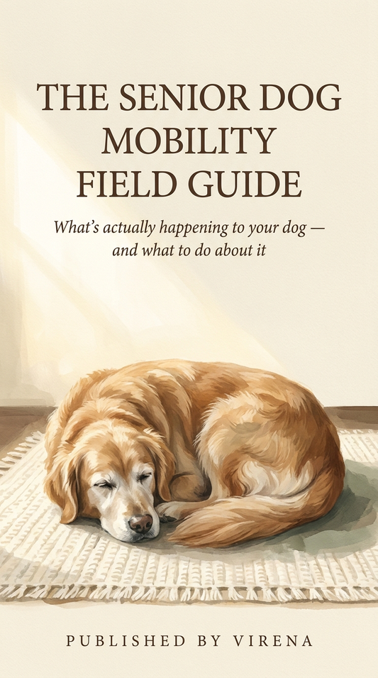 Senior Dog Mobility Guide