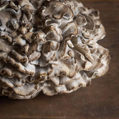 Maitake